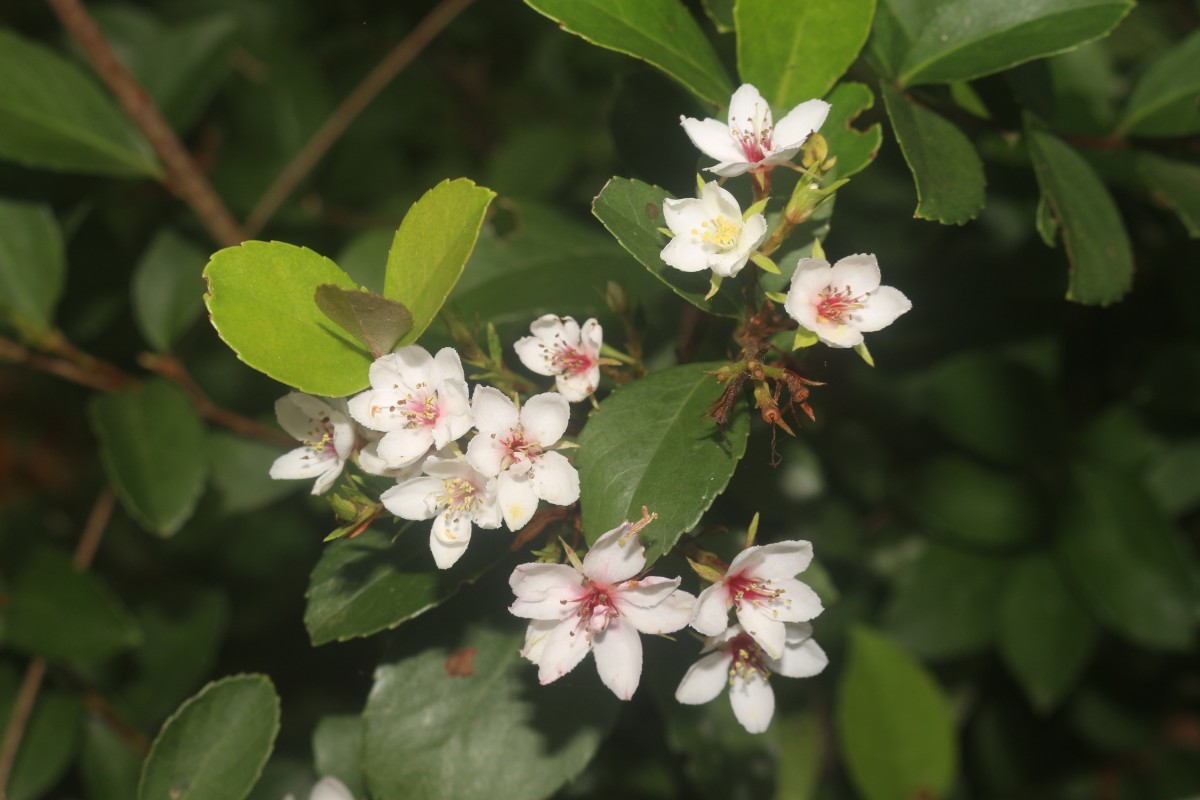 Rhaphiolepis indica (L.) Lindl.